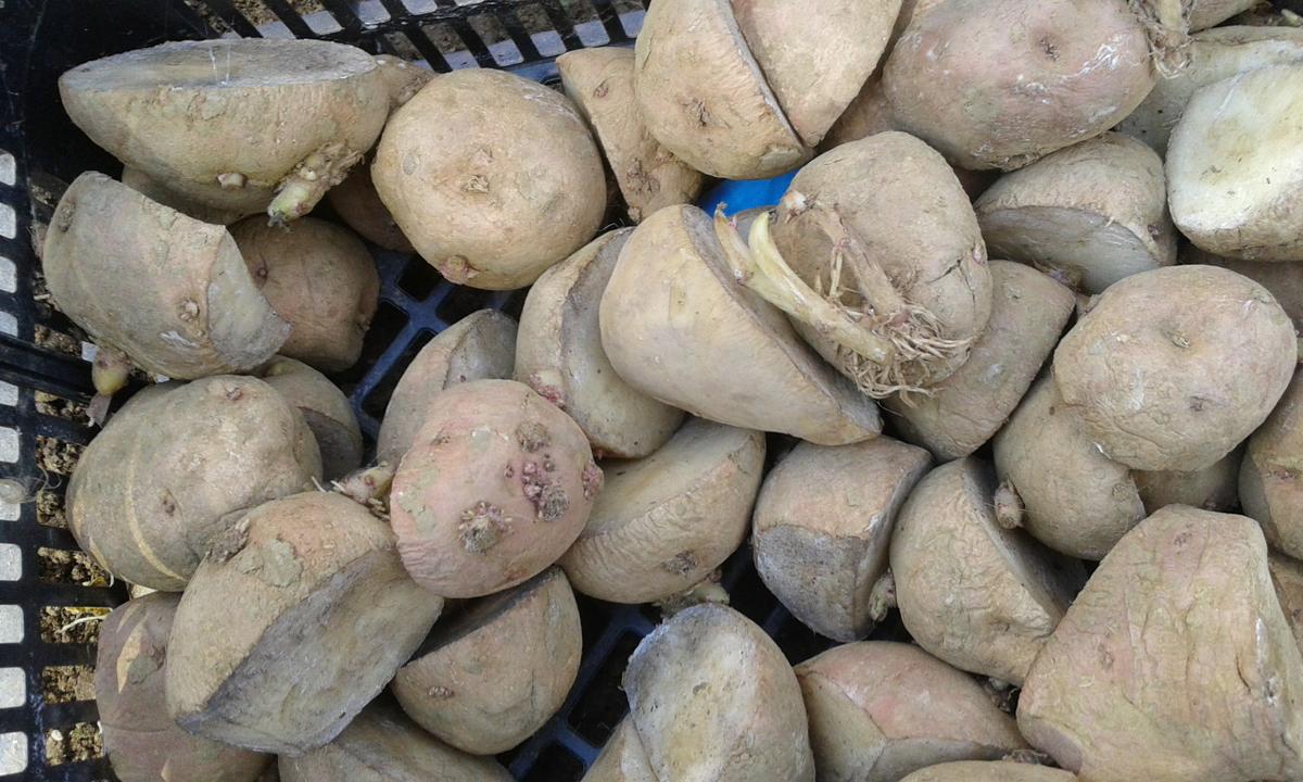 Patatas cortadas para siembra