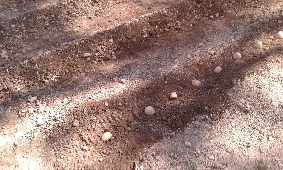 Hacemos surcos para sembrar patatas