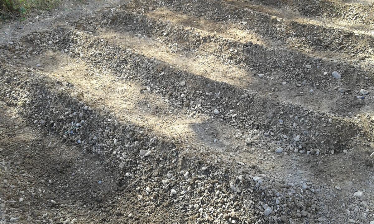 Caballones para sembrar patatas