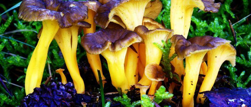 Cantharellus