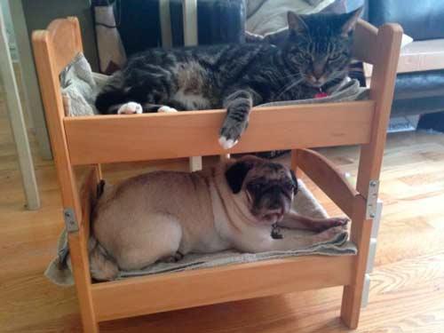 cómo hacer una litera para mascotas