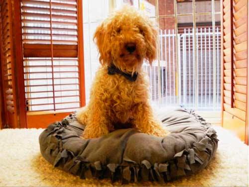 cómo hacer un colchón para perro sin coser