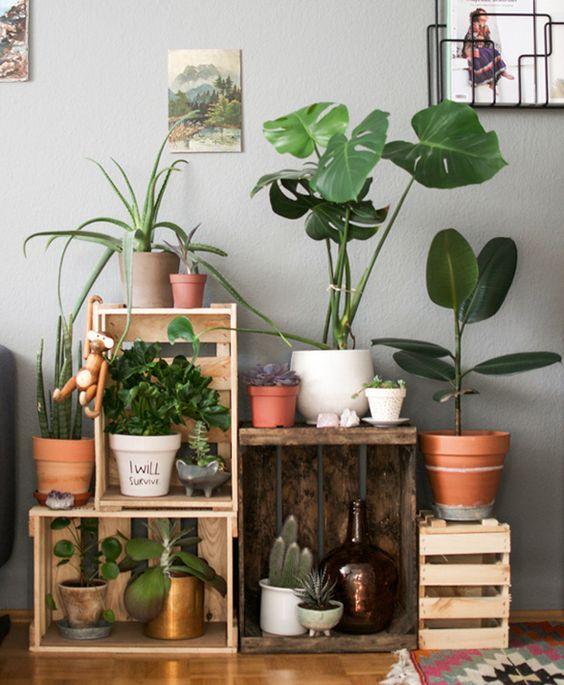 plantas de interior