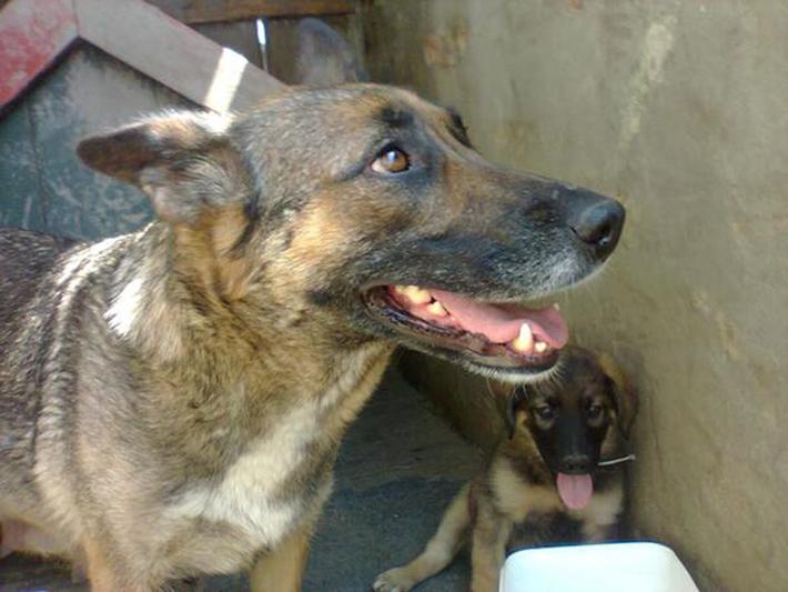 Perro vive en una tumba