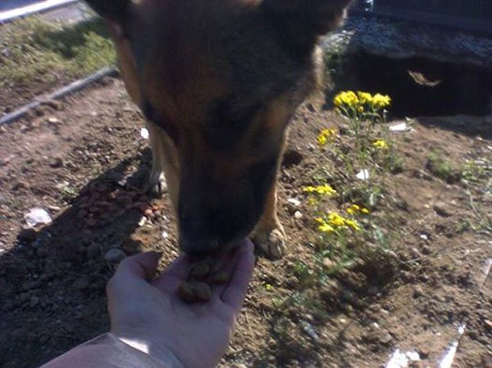Perro vive en una tumba