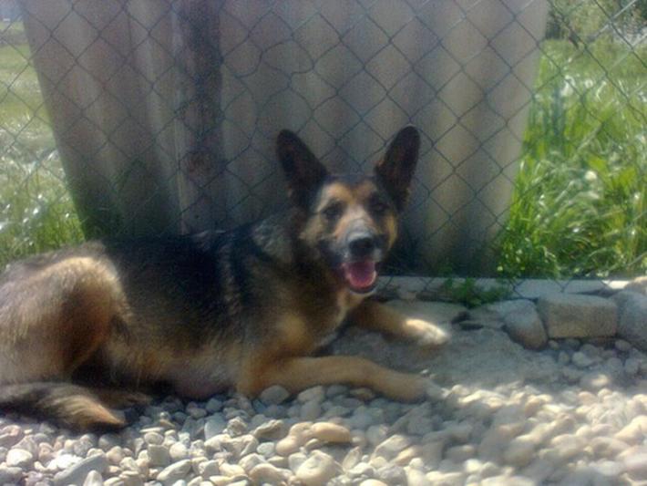 Perro vive en una tumba