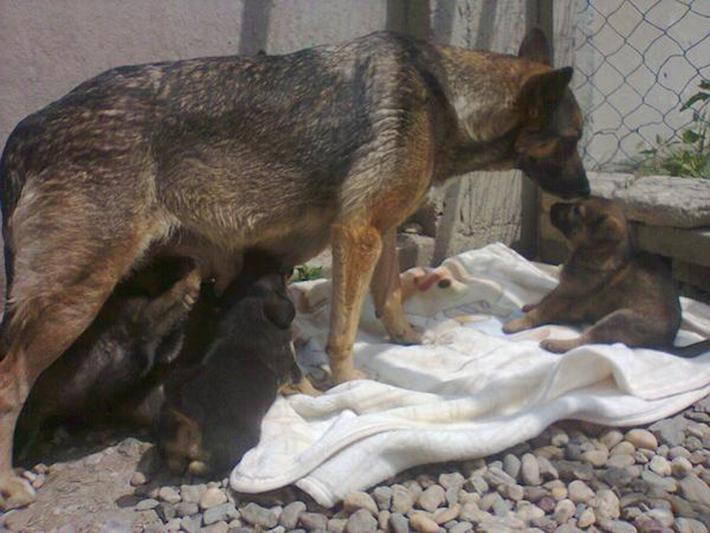 Perro vive en una tumba