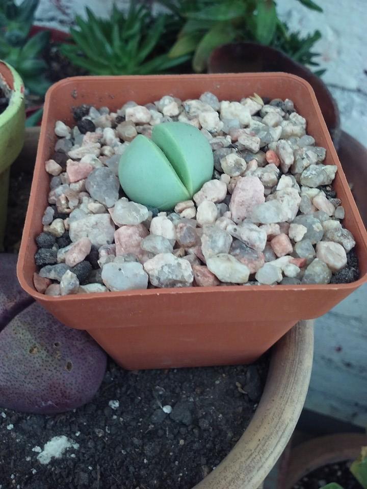 417_482308421961039_3797267271055947073_n (2).jpg