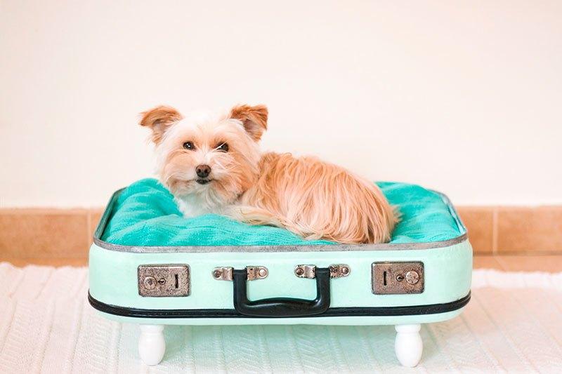 decorar con maletas y reciclar en una cama para mascotas