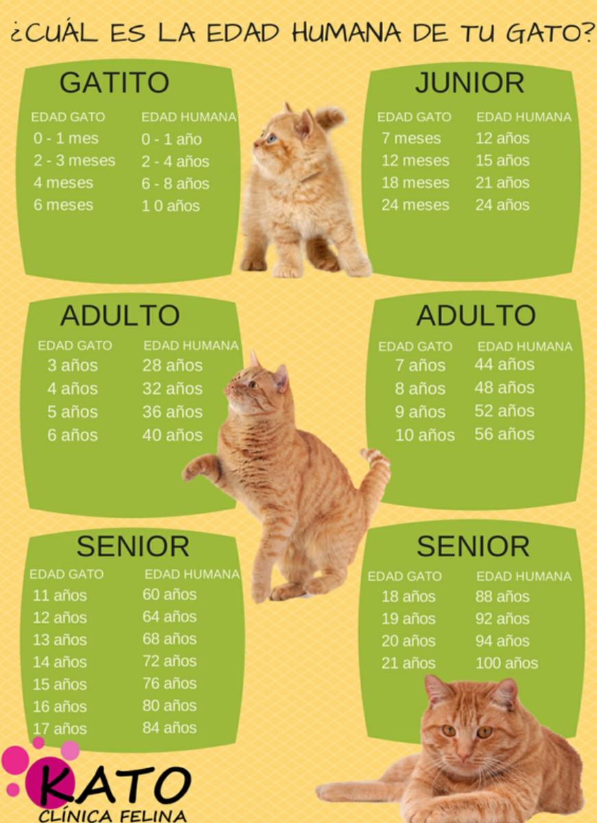 Como saber la edad humana de tu gato
