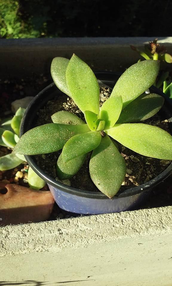 12642772_467576873434194_5642162331962046169_n (1).jpg