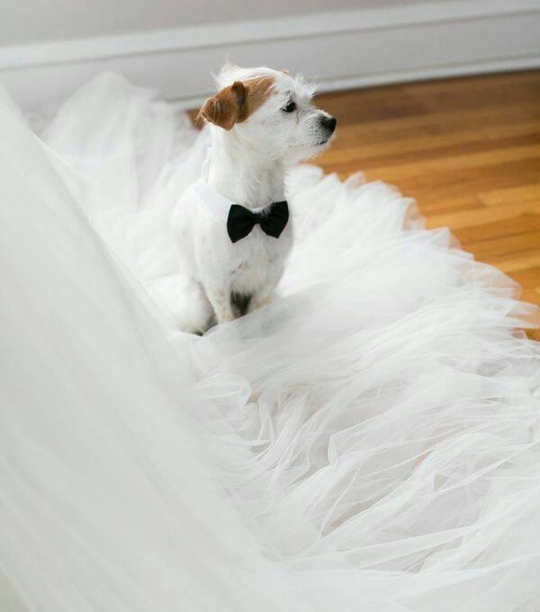 perros en bodas 7