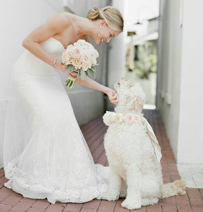 perros en bodas 6