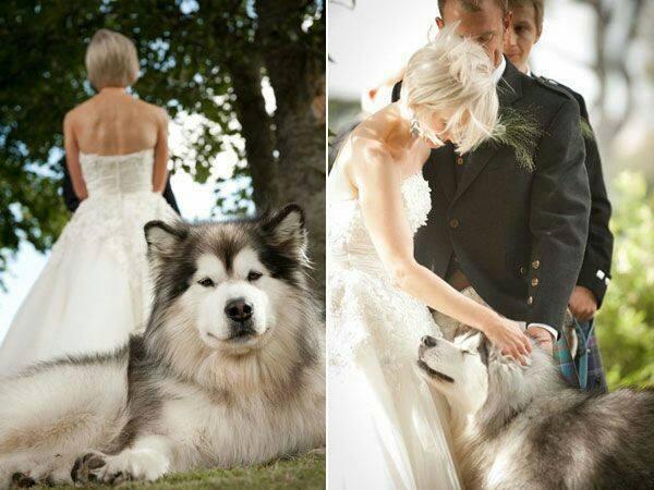 perros en bodas 2