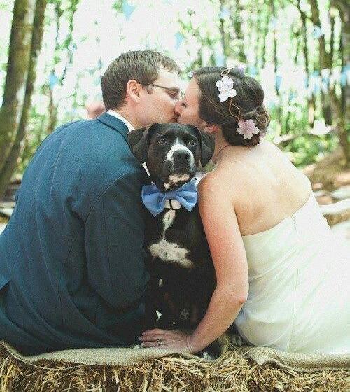 perros en bodas 11