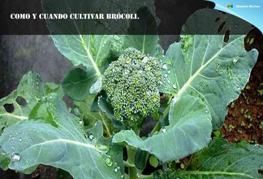 Como y cuando cultivar brócoli.