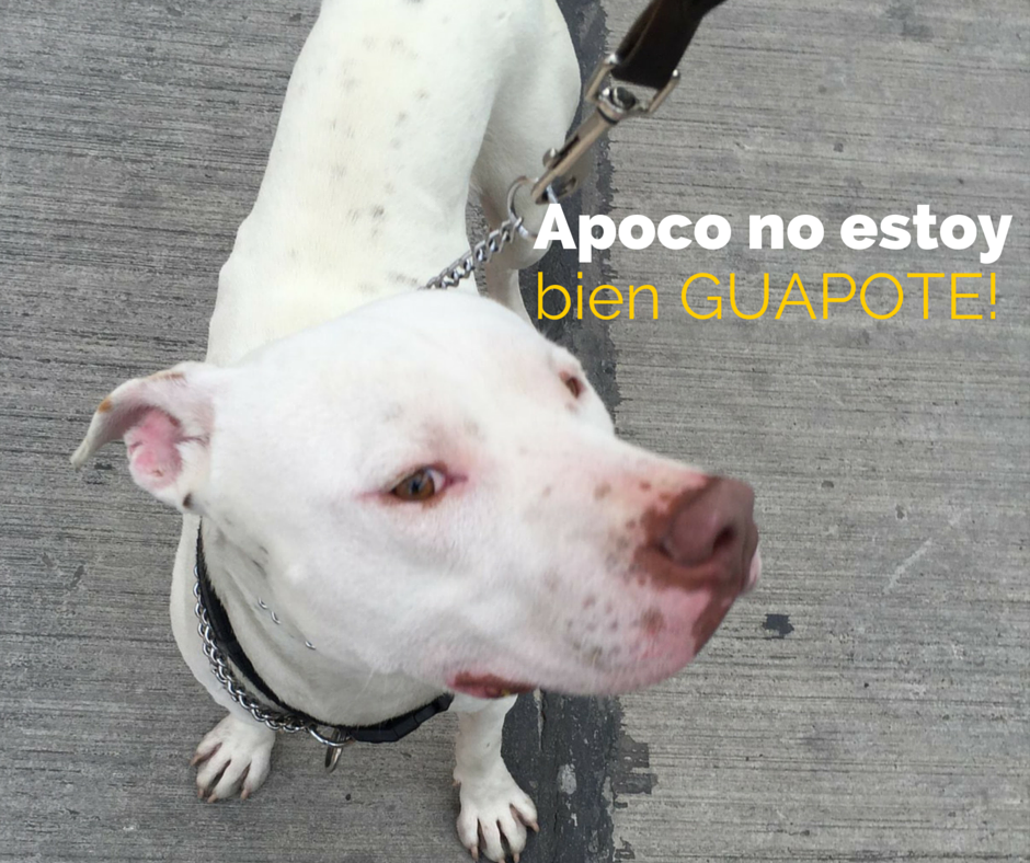 Pit bull en adopcion