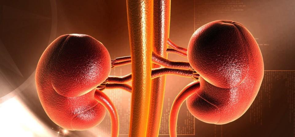 los riñones duermen