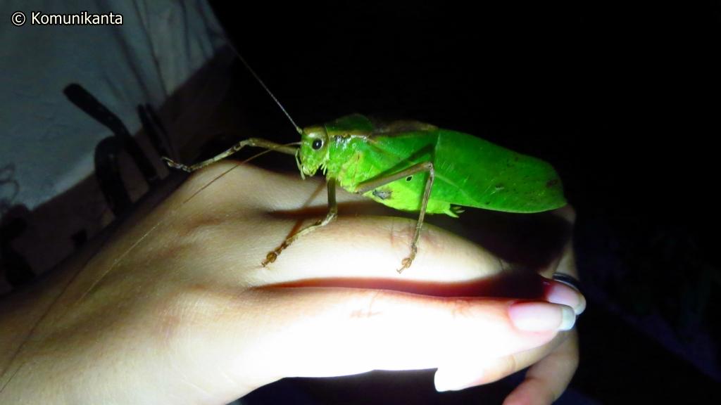 Tailandia - Parque Kao Sok