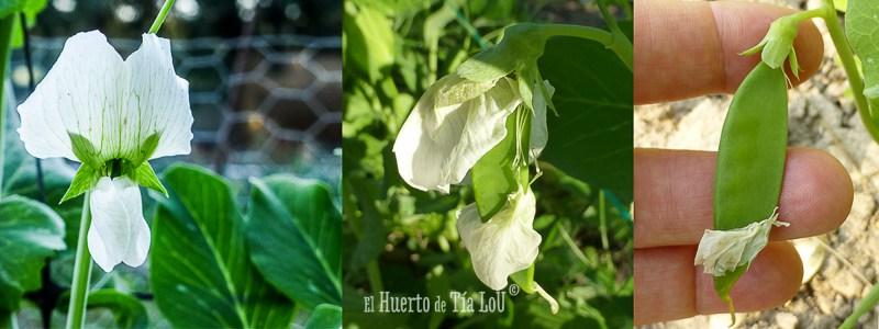 Cultivo Tirabeques Ecológicos de Tia Lou 