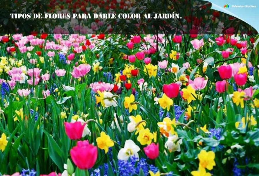Tipos de flores para darle color al jardín. Las flores pueden añadir color a tu jardín y hacerlo más atractivo.