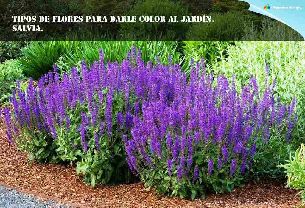 color jardin salvia