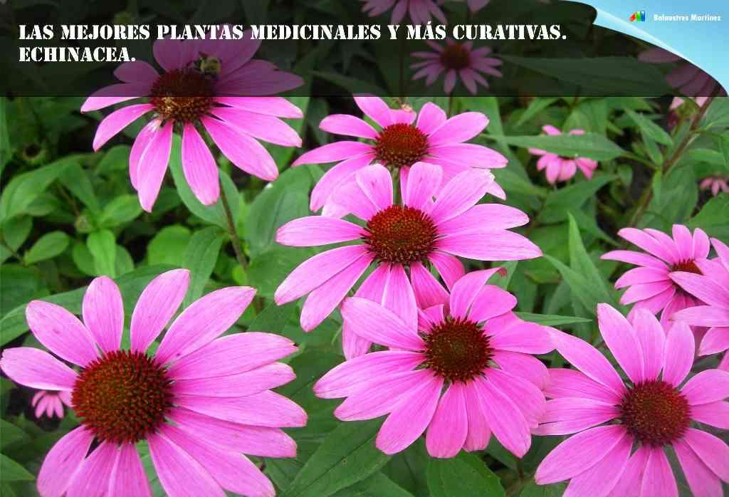 Tipos de flores para darle color al jardín | Plantas