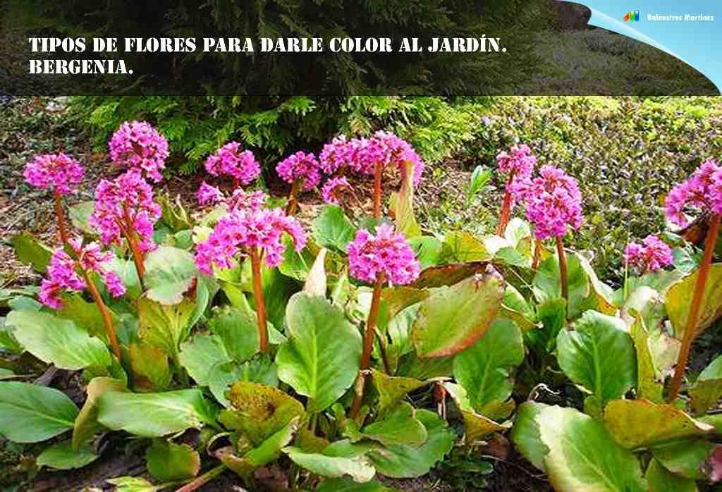 Bergenia