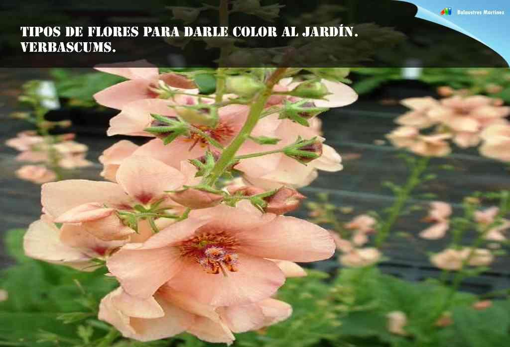 Verbascums