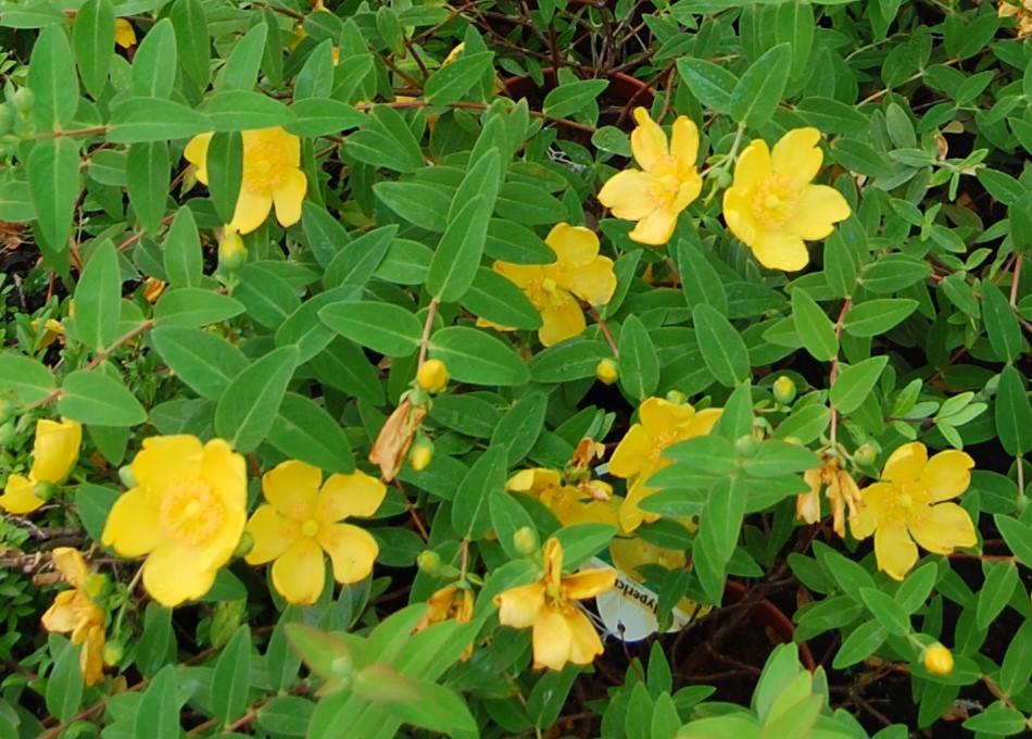 Hypericum, Hipérico o Hierba de San Juan