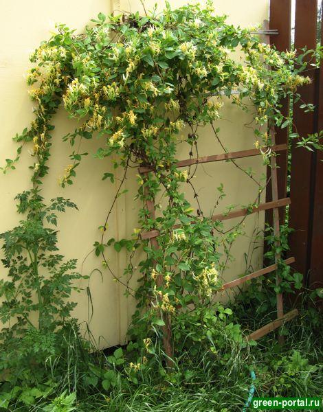 lonicera, madreselva