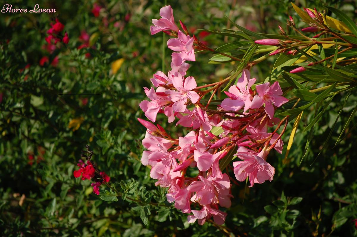 Nerium Oleander, Adelfa, Laurel rosa