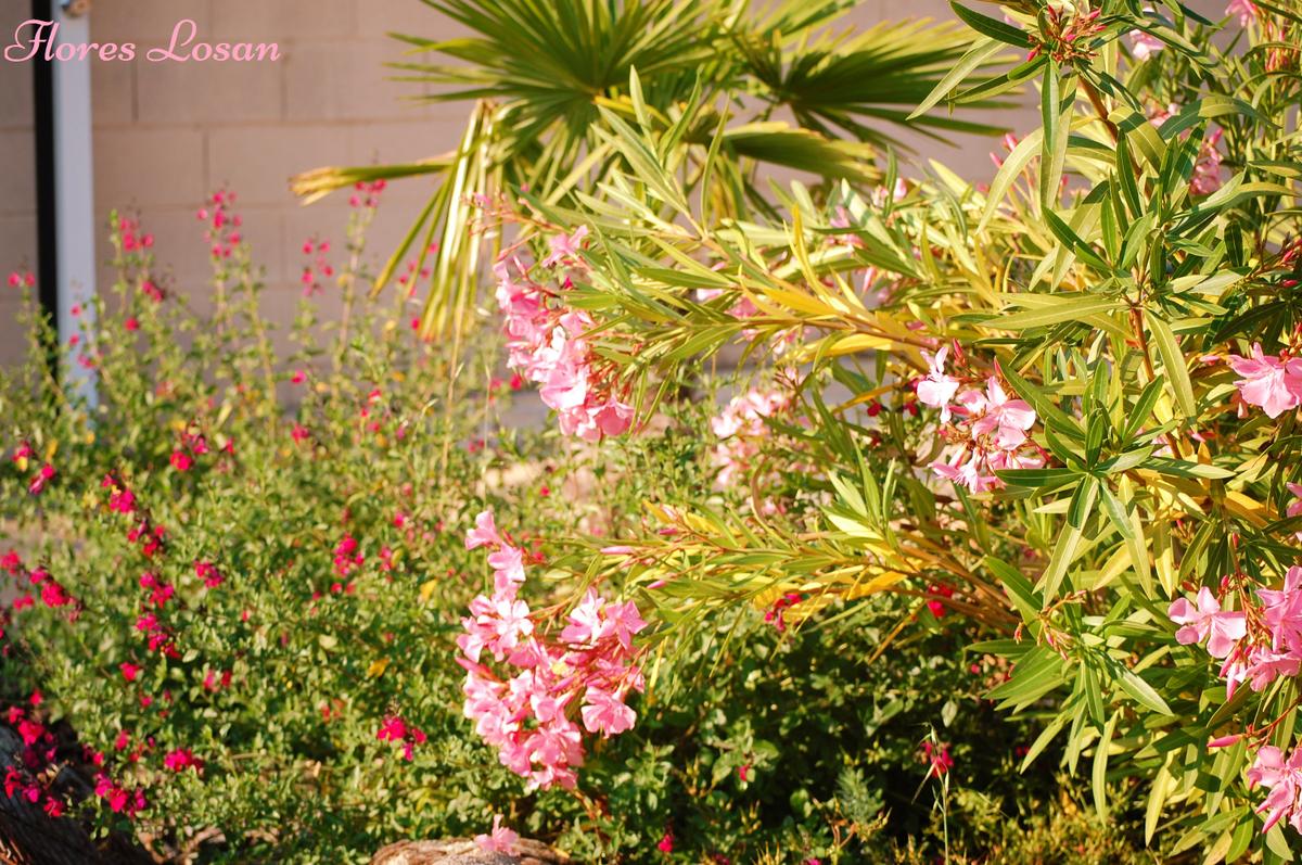 Nerium Oleander, Adelfa, Laurel rosa