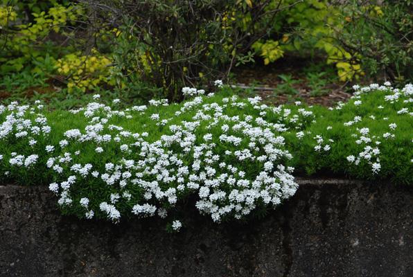 Iberis sempervirens, Carraspique, Cestillo de plata