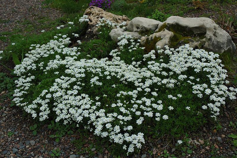 Iberis sempervirens, Carraspique, Cestillo de plata