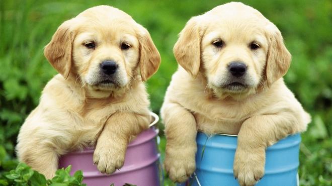 Labrador Retriever Caracteristicas Caracter Historia Mascotas