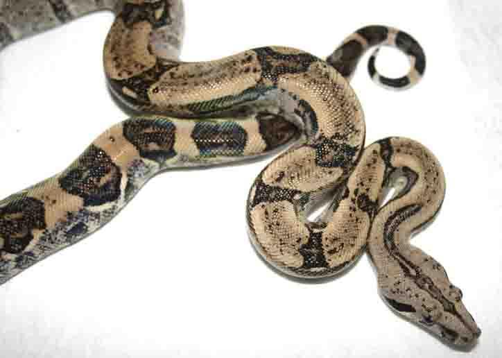 boa constrictor constrictor