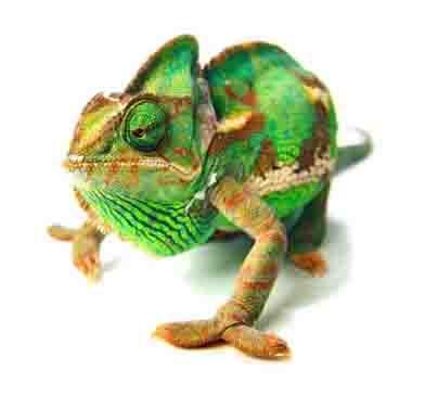 camaleon chamaeleo calyptratus