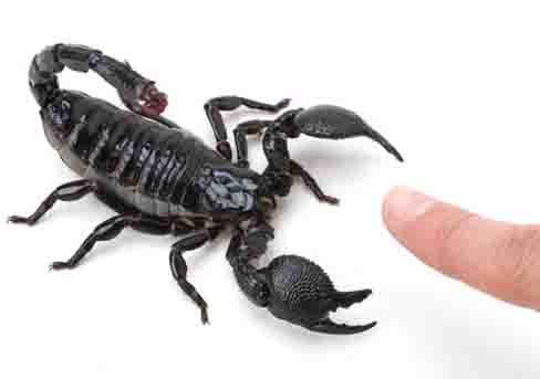 escorpion pandinus imperator
