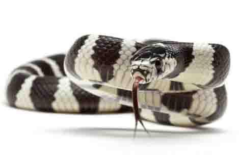 serpiente getulus californiae