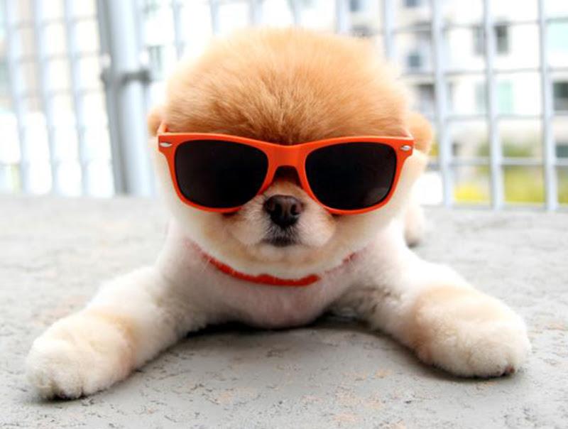 consejos adoptar un perro