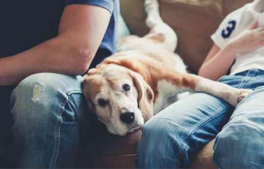 transporte de mascotas