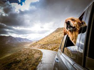 transportar mi mascota