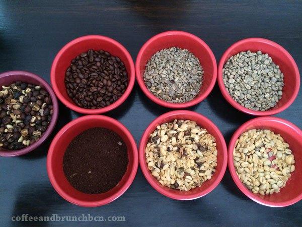 Los granos de cafe en varias fases