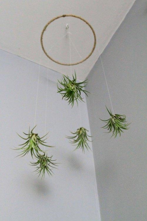 Decorar con plantas