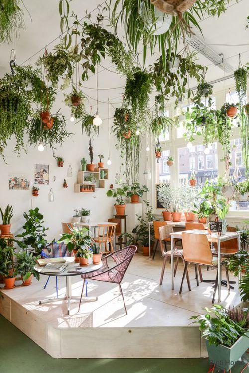 Decorar con plantas