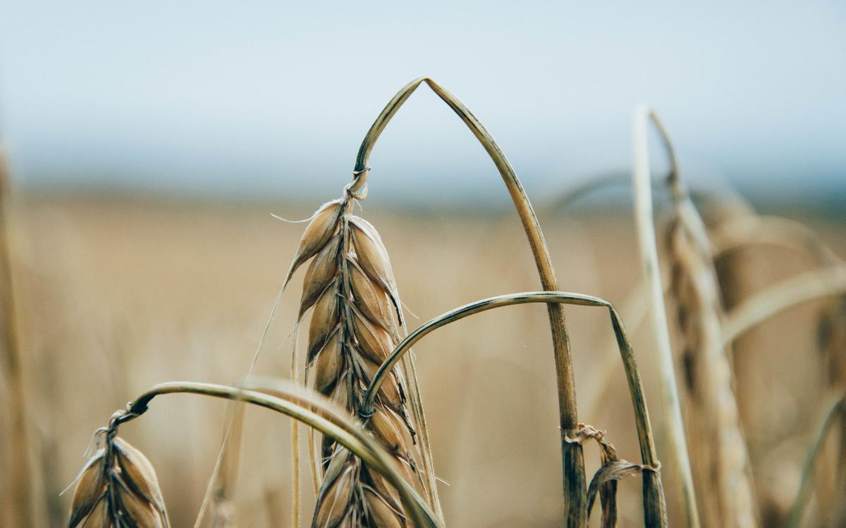 trigo - alimentos para quemar grasa - dietas para adelgazar