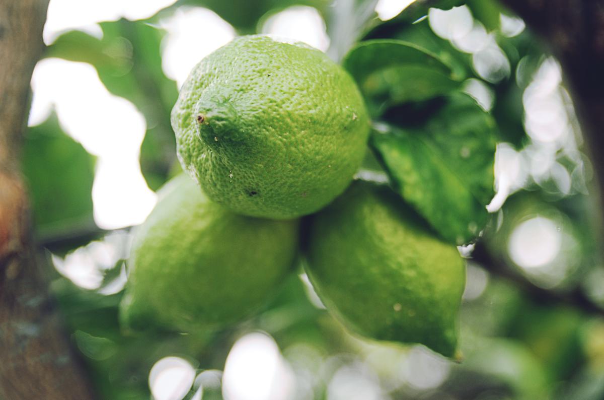 limon - alimentos para quemar grasa - dietas para adelgazar