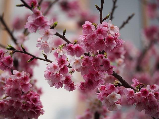 El cerezo japonés: Sakura