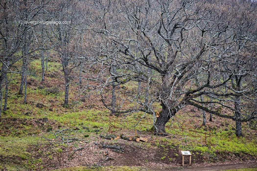 Árbol Singular de La Solana. Roble de unos 300 años de edad. Localidad de Barrado. Valle del Jerte. Fiesta del Cerezo. Extremadura. España © Javier Prieto Gallego;